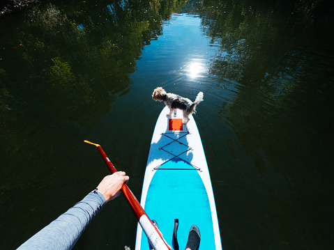 POV photo of a man and his dog paddleboarding on the river.