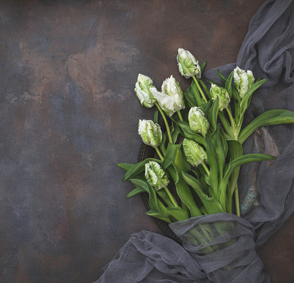 Top view of white Parrot Tulips on a bronze background.  Gray cloth wrapped around tulips.