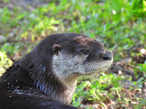Otter - profile