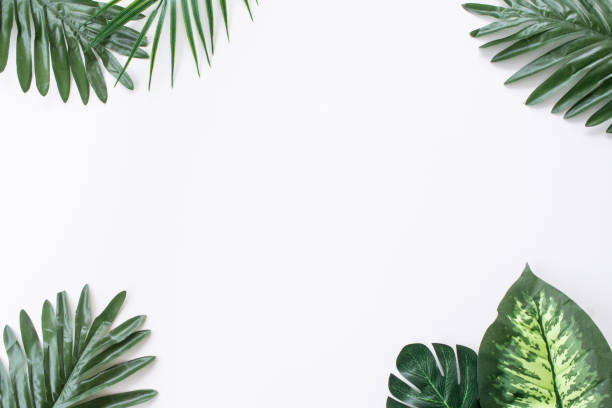 istock Green leaves in flatlay style. Leaves on white background. 1442628516