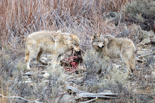 Two Gray Wolves eating a deer carcass near the Gardiner River in Yellowstone National Park in southern Montana, USA