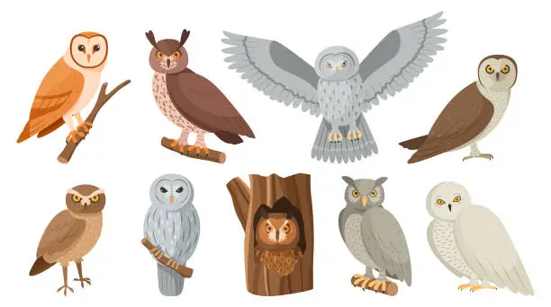 Vector illustration of Owl birds. Cute owlet sitting on tree branch, hide in hollow and flying night bird isolated vector set