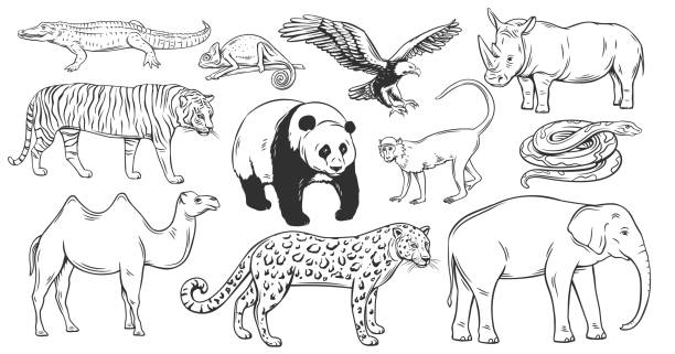 ilustraciones, imágenes clip art, dibujos animados e iconos de stock de conjunto de iconos de contorno de animales asiáticos - bengals