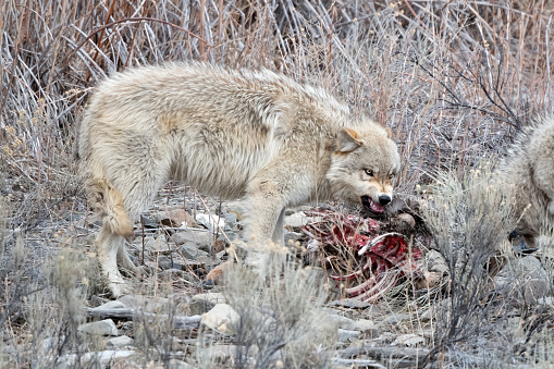 Grey Wolf growling while eating something from a carcass in Yellowstone National Park near Mammoth Hot Springs, Montana, USA