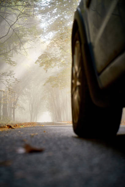 istock car on forest road, detail on wheel 1442643570