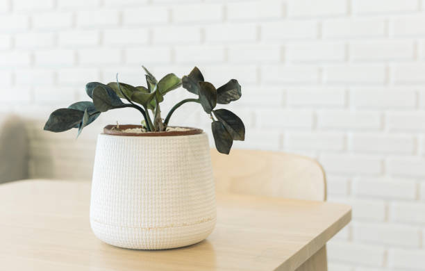 istock Interior decoration. Retro modern vintage table with potted plants, empty white wall in background, copy space for text. 1442645157