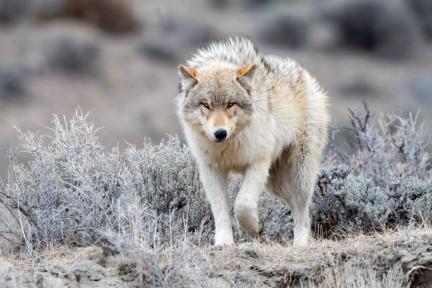 lupo grigio che guarda la telecamera nel parco nazionale di yellowstone vicino a mammoth hot springs, montana, usa - lupo foto e immagini stock