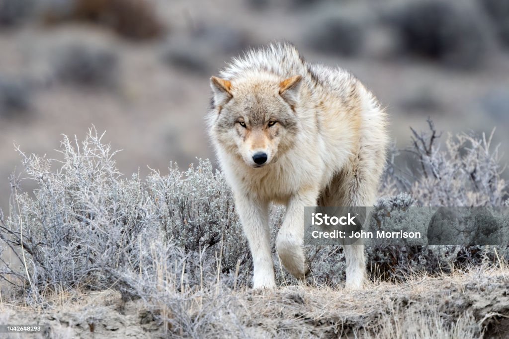 Grey Wolf looking at camera in Yellowstone National Park near Mammoth Hot Springs, Montana, USA Wolf Stock Photo