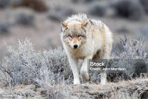 Grey Wolf Looking At Camera In Yellowstone National Park Near Mammoth Hot Springs Montana Usa Stock Photo - Download Image Now
