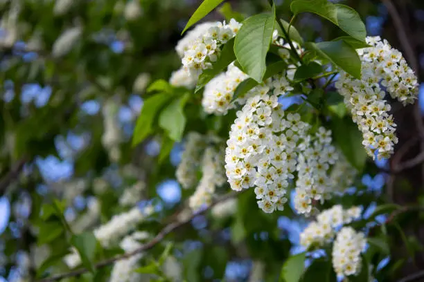 macro beautiful blooming branch of bird cherry on a sunny spring day in the garden. High quality photo