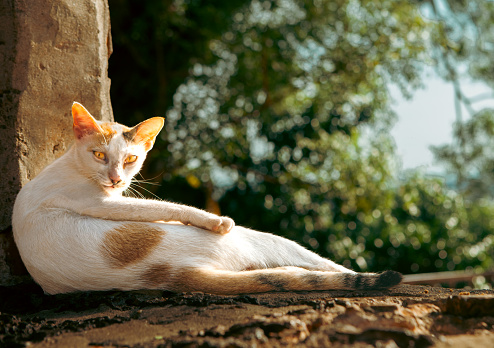 A cat lies in a counterlight in an ancient fortress in Malaysia.