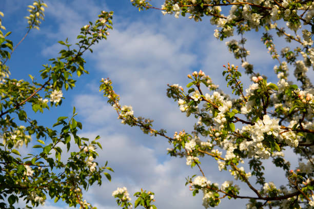 Beautiful Spring Nature background with Flowers Apple tree close up, soft focus. Branch with white Apple blossom on blurred garden background. Scenic natural Wallpaper or Web banner with copy space. High quality photo