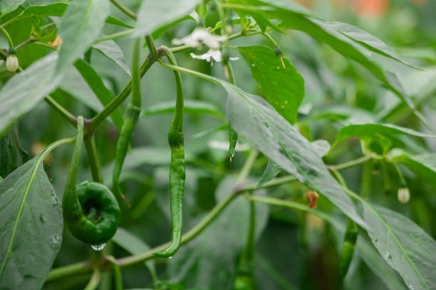 Green chilies growing on the tree stock photo