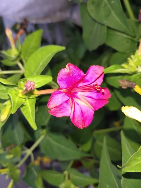 istock Beautiful Flowers Images 1442655665