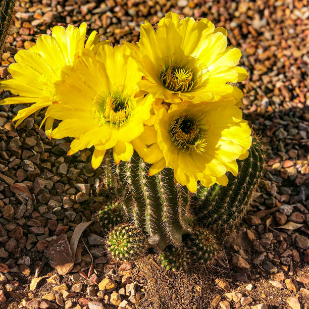Yellow cactus flowers blooming