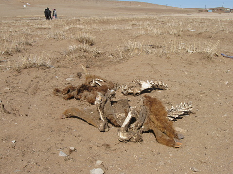 A horse carcass in the lonely desert, Ikhkhet town in Dornogovi province, Mongolia. The local desert is dry and windy. It is a part of Gobi Desert.