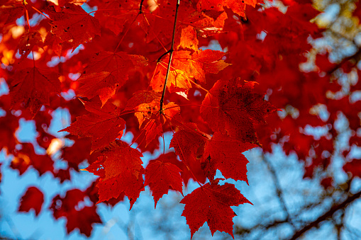 Autumn scene in beautiful colors in the sun