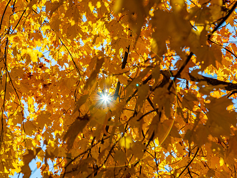 Fall Color Foliage Hits The Northeast U.S.