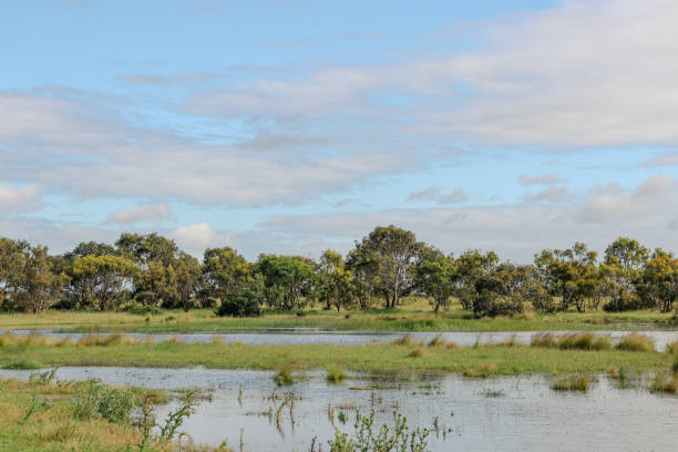 istock landscape with wetlands and eucalyptus trees 1442659910