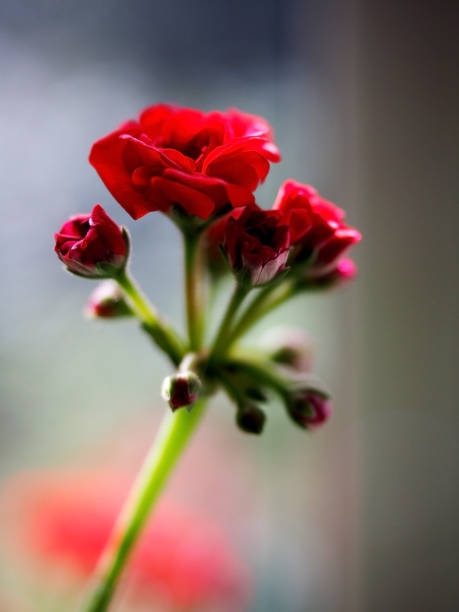 double red geranium flowers on a blurred background, macro, flowers on the windowsill