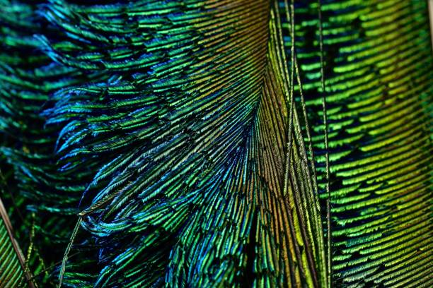 istock Beautiful, shiny, dark turquoise feather closeup. Peacock feather isolated. 1442663390