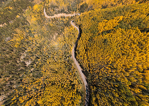 Drone view of a forest and mountain range in autumn with fall foliage. Located in the western USA, this forest is home to many aspen trees which turn a vibrant yellow before the leaves fall ahead of winter.