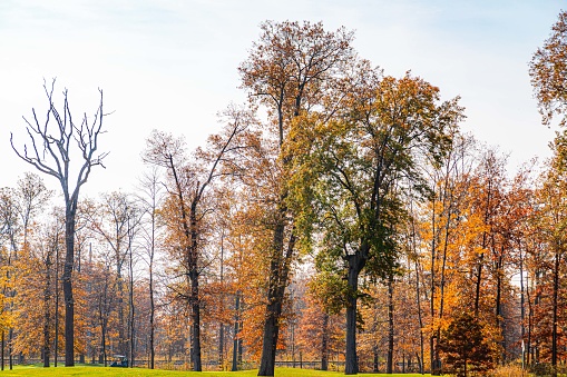 closeup ground road through the autumn forest, seasonal natural landscape