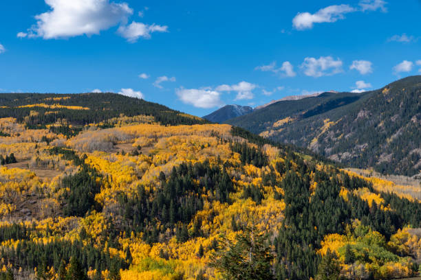 Autumn leaf colors in Colorado