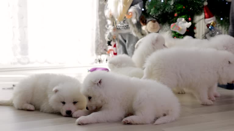 Adorable group of cute and curious Samoyed puppies, lying near Christmas tree