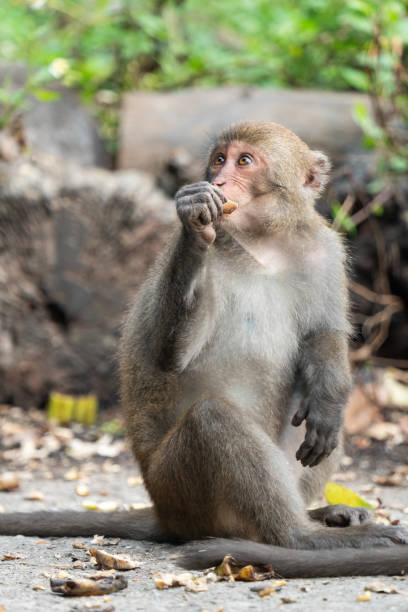 istock Formosan macaque, Formosan rock monkey also named Taiwanese macaque in the wild. 1442667205
