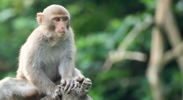 istock Formosan macaque, Formosan rock monkey also named Taiwanese macaque in the wild. 1442667258