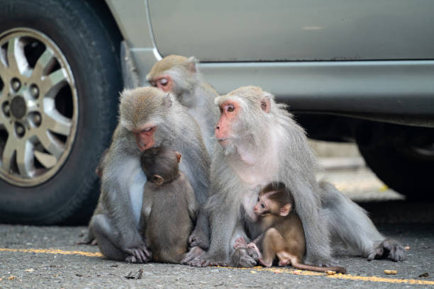 Wild Formosan macaque, Formosan rock monkey also named Taiwanese macaque in Taiwan are eating and take care of others.