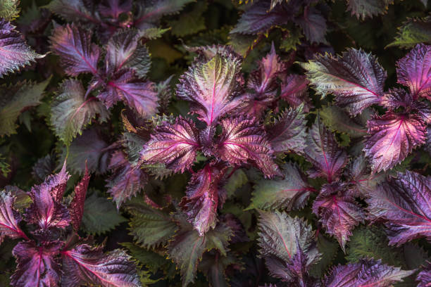 istock Background of maroon foliage. 1442670945