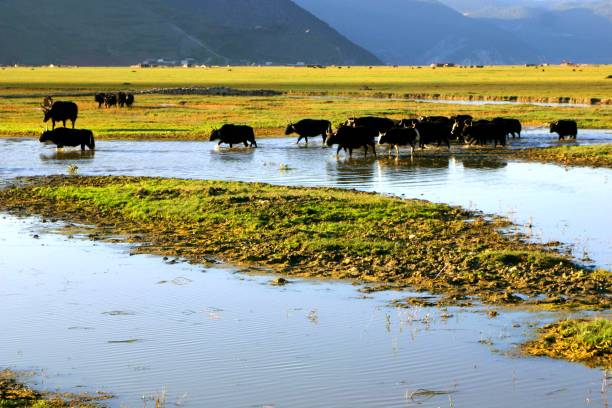 istock Plateau pasture and yaks in October 1442672214