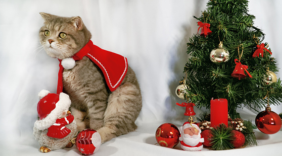A cute Christmas cat. Christmas and New Year celebration concept.