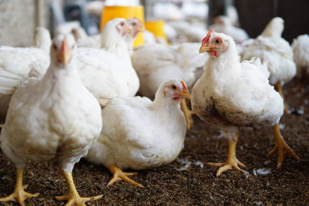 istock White chicken in a farm 1442678126