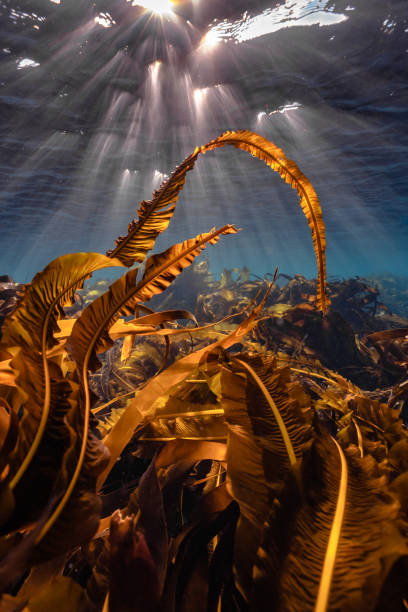 Vertical shot of blades of kelp under the sunlight near the Shetland Islands, UK A vertical shot of blades of kelp under the sunlight near the Shetland Islands, UK kelp stock pictures, royalty-free photos & images