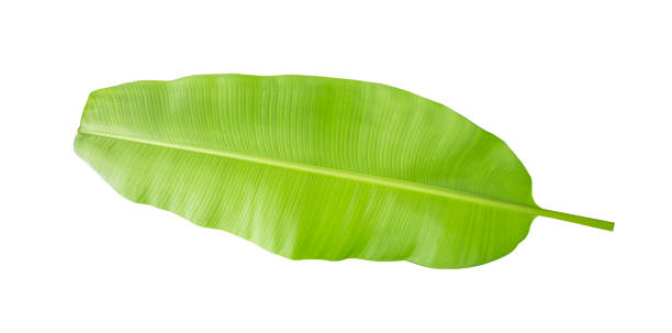 istock Tropical plant fresh banana leaf isolated on white background with clipping path. 1442678566