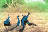 Group of majestic peacocks in the field