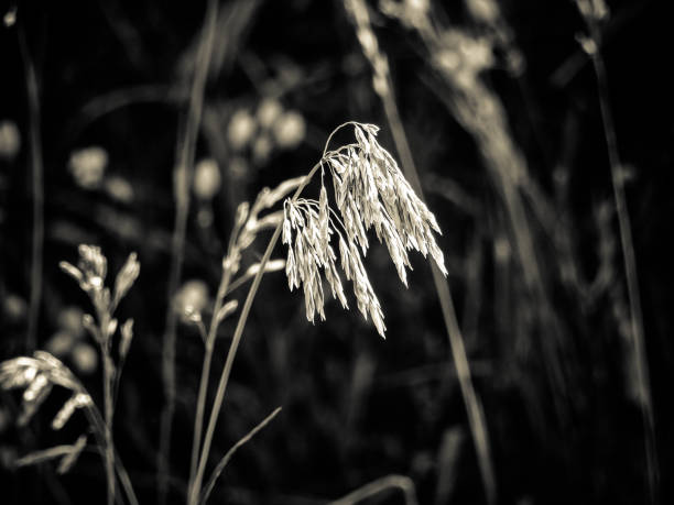 foto em tons de cinza de common reedgrass - reedgrass - fotografias e filmes do acervo