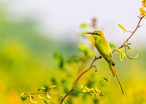 A closeup of a bright green bee eater sitting on the branch with the blurred background