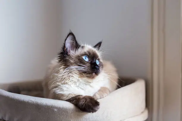 A dreamy Birman cat with expressive blue eyes is resting in a cat house