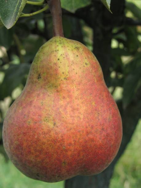 istock Single red pear hanging on the tree . Tuscany, Italy 1442680162