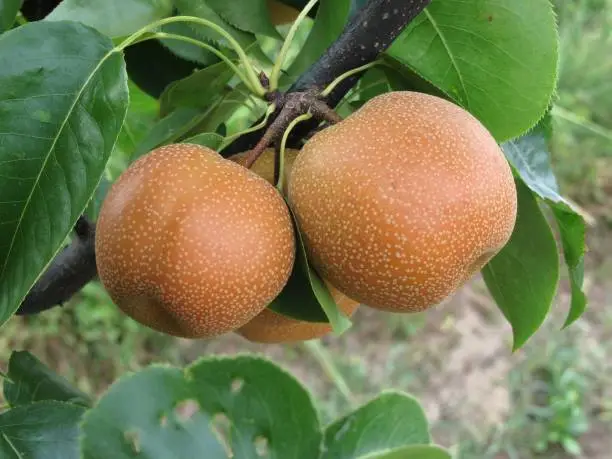 Nashi pears known also as apple pears hanging on the tree . Pyrus pyrifolia is a species of pear tree of the Rosaceae family native of East Asia