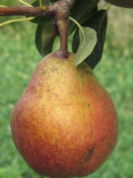 istock Single red pear hanging on the tree . Tuscany, Italy 1442680439