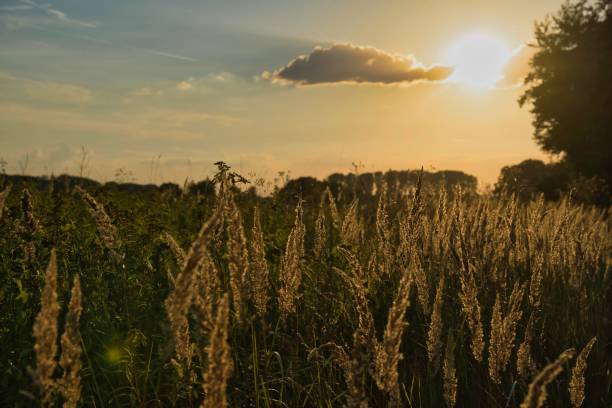 istock Lone tree and grasses with a golden sunset 1442680495