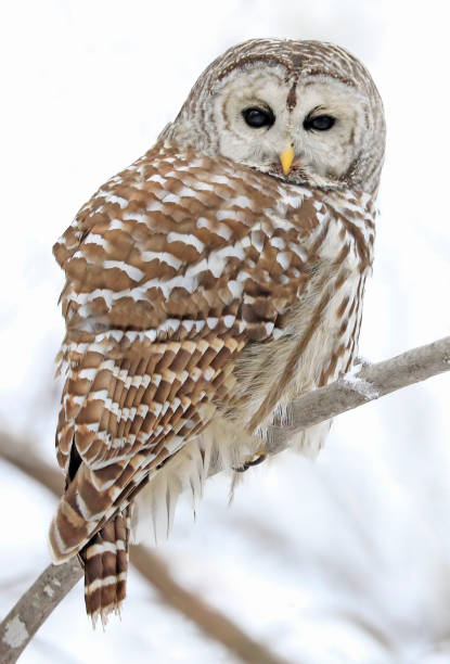 istock Barred Owl standing on a tree branch in the forest with blue sky background, Quebec 1442680670