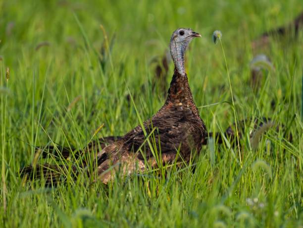 istock Wild turkey (Meleagris gallopavo) in green grass 1442680853