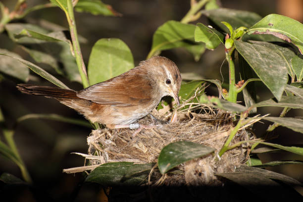 istock Female Cettis warbler at its nest. Malta, Mediterranean 1442680914