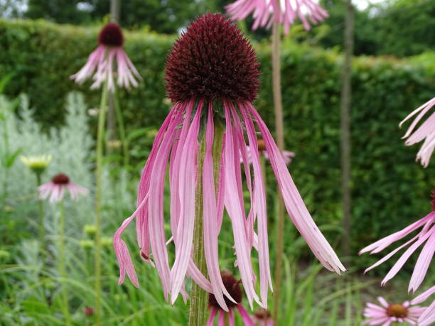 zbliżenie echinacea laevigata, gładkiej fioletowej jeżówki. - laevigata zdjęcia i obrazy z banku zdjęć